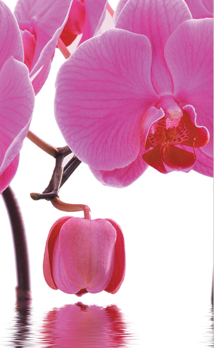 2er Set Schiebegardine Flächenvorhang Wildseide Optik und Voile Paneel 80400 Schiebegardine 80400orchidee_pink_0d02d791-6e6d-42ce-bdcb-07d0e23bd819 | gerdinenbox.com