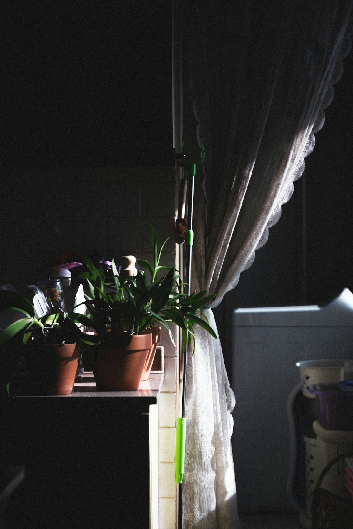 a plant in a pot