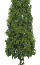 2er Set Schiebegardine Flächenvorhang Wildseide Optik und Voile Paneel 80400 Schiebegardine 80400baum_413f7145-7bb0-4a0a-97cb-88c172a347ed | gerdinenbox.com