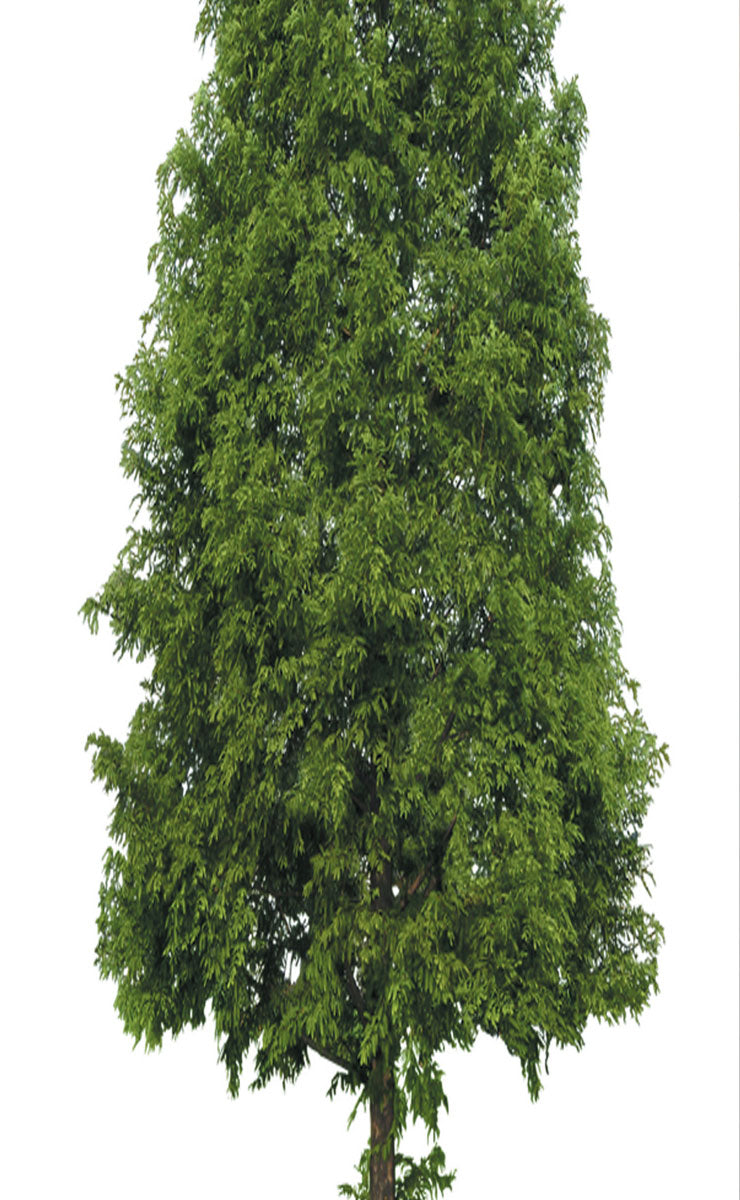 2er Set Schiebegardine Flächenvorhang Wildseide Optik und Voile Paneel 80400 Schiebegardine 80400baum_413f7145-7bb0-4a0a-97cb-88c172a347ed | gerdinenbox.com