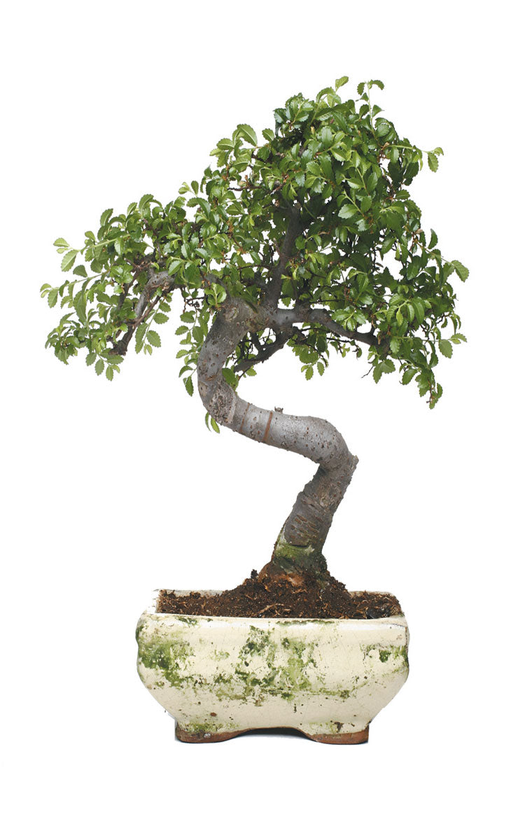 2er Set Schiebegardine Flächenvorhang Wildseide Optik und Voile Paneel 80400 Schiebegardine 80400bonsai_2fe620c1-5971-4301-a512-3a6e94ff009e | gerdinenbox.com